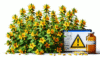 Herbal Interactions with Medications in the UK Explained