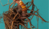 Supplements for Menopause: Natural Body Support Solutions