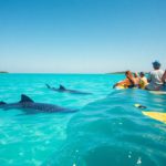 Whale Shark Swimming: Top Tips and Timing in Belize