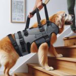 Lifting Harnesses for Large Dogs: Essential Guide for Owners