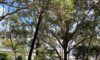 Arborists in Newcastle: Commonly Removed Trees Explained