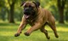 Bigger Dogs: Unveiling the Truth About Aggression