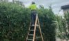 Hedging Plants: Low-Maintenance Options for Newcastle Gardens