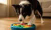 Border Collie Mental Stimulation Tips for Happy Dogs