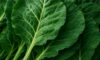 Collard Greens Recipe: A Wholesome Slow-Cooked Delight
