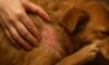 Flea Control for Pets: Effective Tips to Deter Autumn Infestations