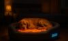 Temperature-Controlled Beds for Pets: Ensuring Comfort and Care