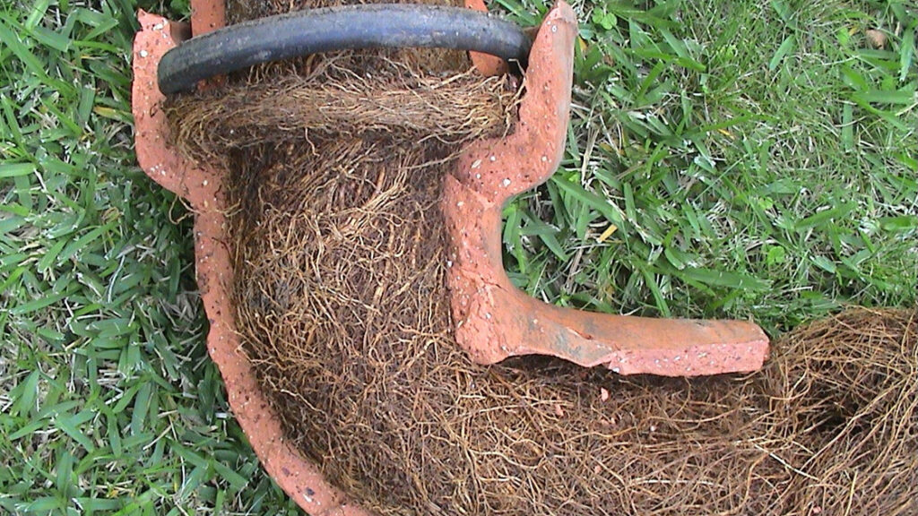 Tree Roots in Drains: Tackling the Sutherland Shire Problem